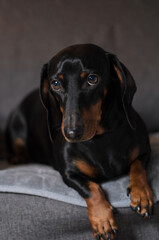 Dachshund portrait, beautiful black dachshund
