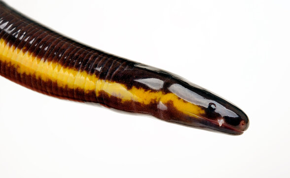 Koh Tao Island caecilian // Koh Tao - Fischw&uuml;hle (Ichthyophis kohtaoensis) - Thailand