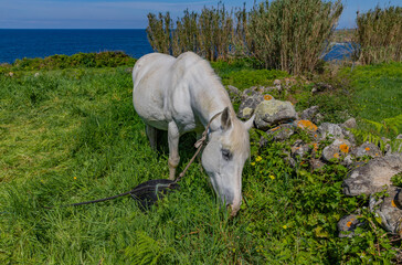 A white horse grazes in a green field