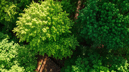 Aerial view of vibrant green forest canopy showcasing nature's beauty and diversity