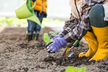 A young boy and an elderly woman are planting vegetables in a garden. Pumpkin and squash seedlings...