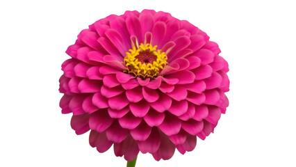 Vibrant magenta zinnia flower isolated PNG, beautiful bloom with yellow center on transparent background for botanical design projects