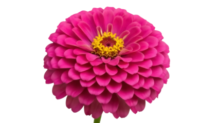 Vibrant magenta zinnia flower isolated PNG, beautiful bloom with yellow center on transparent background for botanical design projects