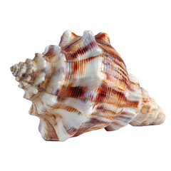 Obraz premium Sea shell isolated on a white background showing a natural spiral marine shell from the ocean