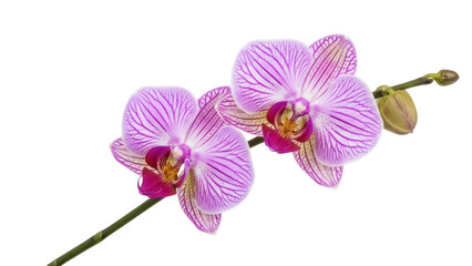 Striking pink striped orchid flowers isolated PNG, delicate petals and vibrant colors on transparent background for botanical designs