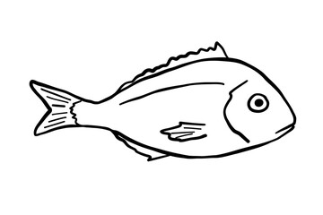Outline fish doodle monochrome drawing for menu design. Isolated vector contour illustration.