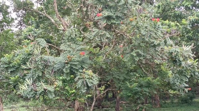 African Tulip flowers, Rugtoora, Akash Shevga or Spathodea campanulataflowers and   trees  close up
, photo taken in malaysia