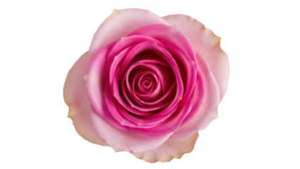 Beautiful pink rose isolated PNG on transparent background, romantic flower for wedding invitations and Valentine s Day designs
