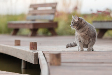Gray Cat on Wooden Dock with Water Background
