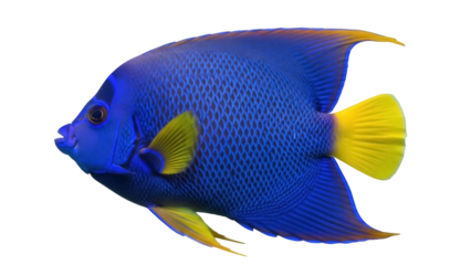 Semicircle angelfish PNG isolated on transparent background, vibrant blue and yellow tropical fish with detailed scale pattern, marine wildlife