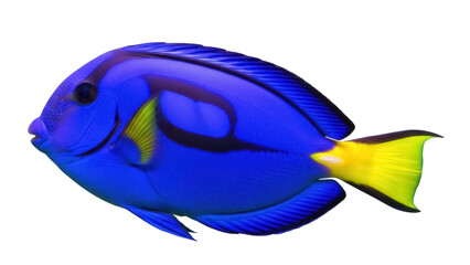 Bright blue tang fish isolated PNG on transparent background, tropical reef fish with yellow tail for marine life design and educational use