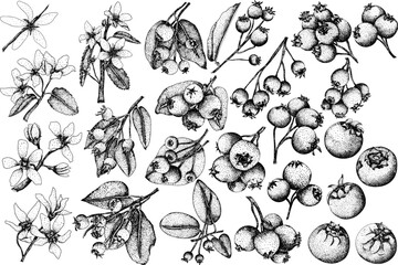 Black and white dotted stipple illustration of serviceberry (Amelanchier) plant life cycle stages including white flowers, leaves, green berries, and ripe purple-black berries on branches