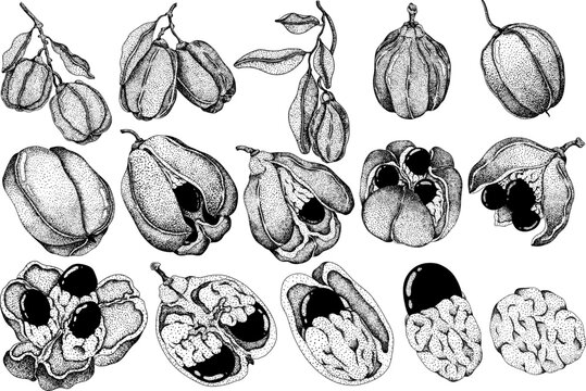 Hand drawn engraved style Ackee, Blighia sapida or achee, medicinal plant. Vector Illustration on white Background.	
