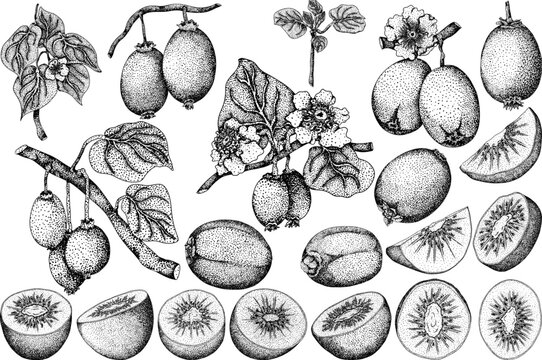 actinidia, kiwi fruit, kiwifruit, Actinidia deliciosa, stipple illustration, dotwork, black and white, botanical drawing, fruit anatomy, cross section, longitudinal section, kiwi seeds, fuzzy skin