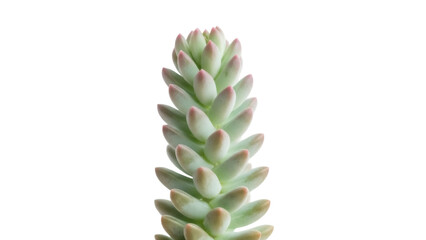 Sedum pachyphyllum succulent plant isolated PNG, jelly bean plant with fleshy leaves on transparent background for botanical design © Sean