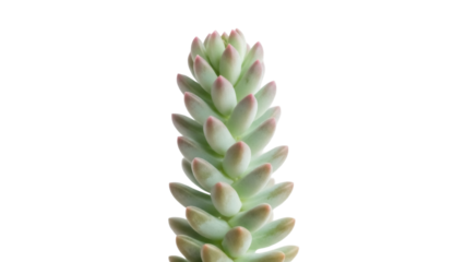 Sedum pachyphyllum succulent plant isolated PNG, jelly bean plant with fleshy leaves on transparent background for botanical design
