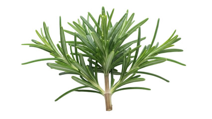 Fresh green rosemary sprig isolated PNG, aromatic herb for cooking and seasoning on transparent background