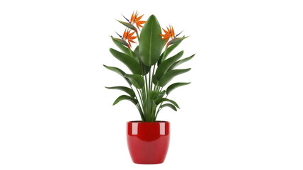Bird of paradise plant in red pot PNG isolated, tropical flower arrangement on transparent background for interior design