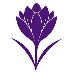 crocus flower silhouette on white background