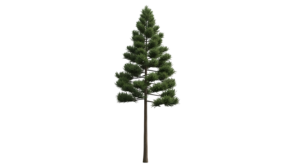 Tall green pine tree with dark brown trunk on black background