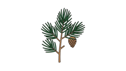 Pine branch with cone illustration on black background