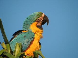 blue and yellow macaw ara