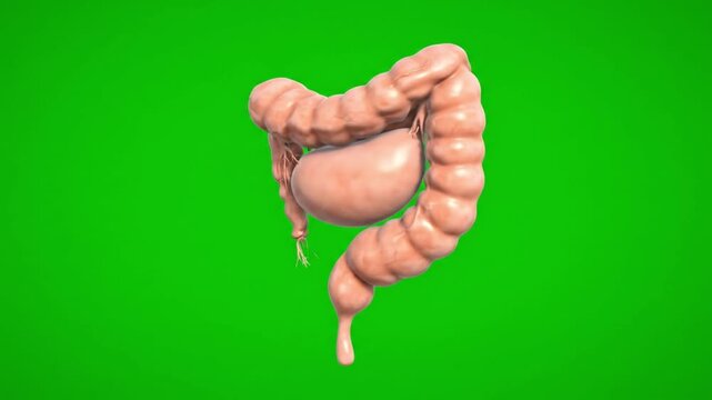 Close-up 3D illustration of a human large intestine against a green background.