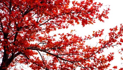 Isolated on white tree branches with scarlet autumn foliage