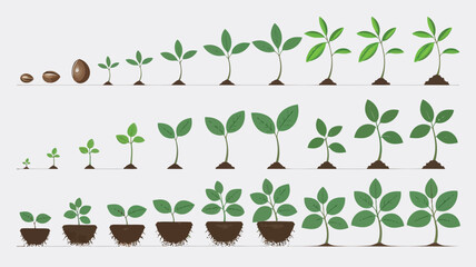 Growth stages of a plant from seed to mature plant in a series of illustrations isolated on