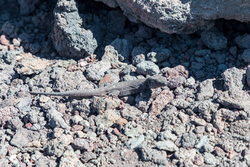 Small Gallot's lizard (Gallotia galloti) resting on volcanic lava rocks in bright outdoor terrain, gritty natural desert landscape