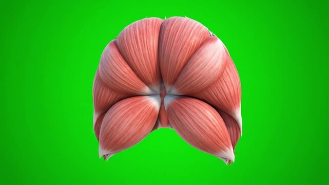 Close-up of a red muscle anatomy model on a green background