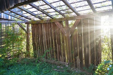 Wooden planks of an old, dilapidated barn with green plants
