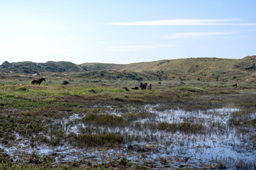 Wild horse at a small lake in a dune landscape
