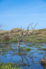 A tree stands in the water in nature