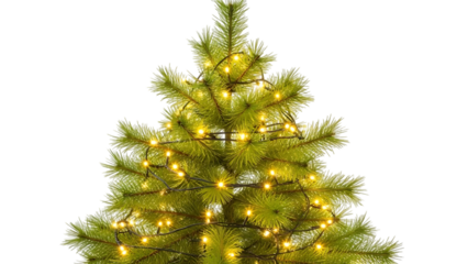 Close up of green pine branches with yellow fairy lights