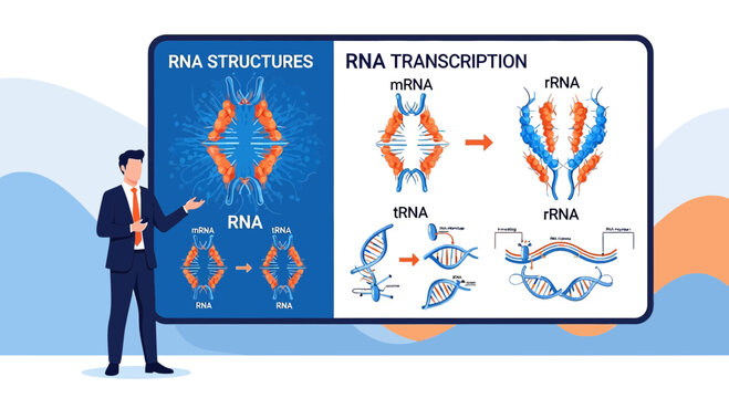 Scientific Presentation of RNA Structures and Transcription Process Explanation Visualized