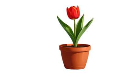 Red tulip with green leaves in a terracotta pot, against a black background, with soft lighting