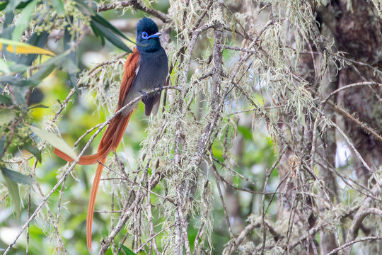 Male African Paradise Flycatcher Grootvadersbosch, near Swellendam, Western Cape, South Africa