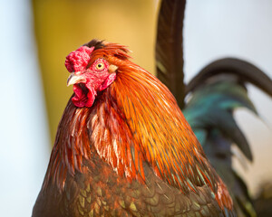Vibrant rooster portrait showcasing rich red, orange, and brown plumage with a proud red comb. Its watchful eye and striking colors stand out against a soft background.
