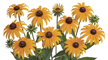set of sunflowers