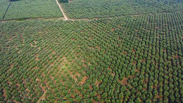 Top down view of conifer forest with neat rows of trees. Symmetrical natural pattern, forestry, sustainability, environment, nature concept. Ideal for background, design projects.