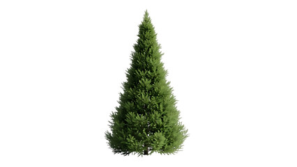 Green coniferous tree with dense foliage on black background