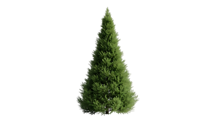 Green coniferous tree with dense foliage on black background
