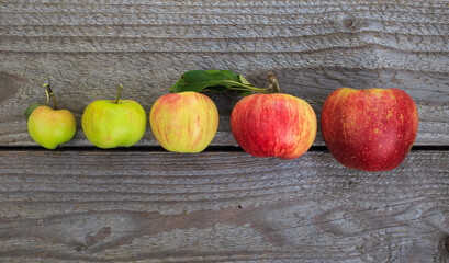 apple stages during apple ripening 