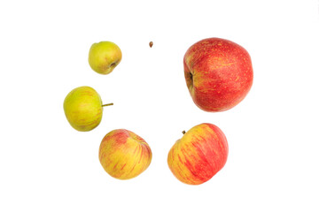 The growth of an apple from seed to ripe fruit shown in a circle
