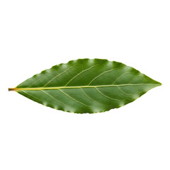 Single green bay leaf with serrated edges on black