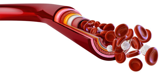 Red blood cells and leukocytes moving through an artery cross section. Human cardiovascular system medical scientific PNG. Healthcare, hematology science, biology, blood vessel anatomy, biotechnology	