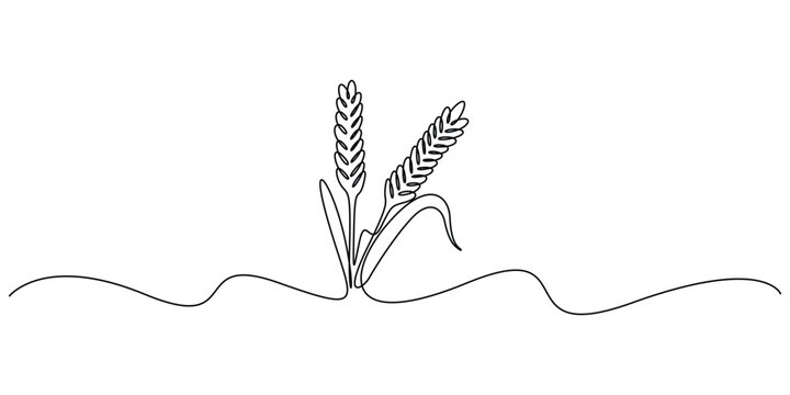 Minimalist, continuous one line drawing of ears of wheat vector illustration