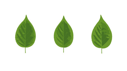 Three Green Leaves in a Row, Simple Botanical Forms, Natural Textures, Isolated