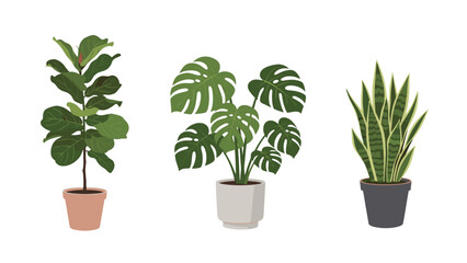 Collection of Potted Houseplants: Fiddle Leaf Fig, Monstera Deliciosa, and Snake Plant on Black Background